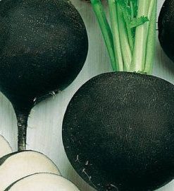 Alternative view of Black Spanish Round