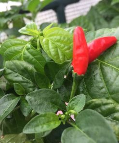 Inca Hot Red