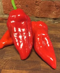 Färsk Poblano