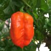 7 Pot Congo SR
