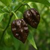 7 Pot Douglah