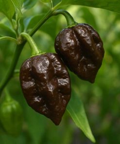7 Pot Douglah
