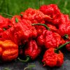 7 Pot Primo