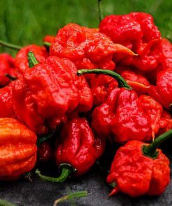 7 Pot Primo