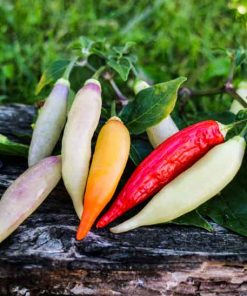 Aji Omnicolor