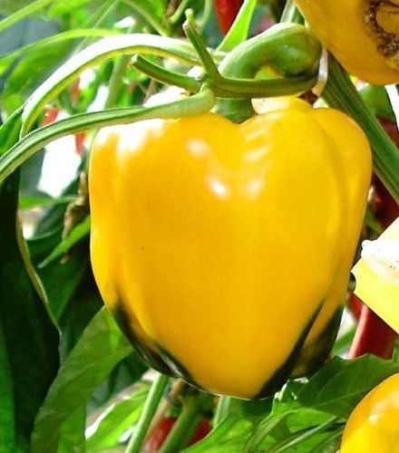 Asti Yellow