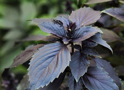 Basilika – Dark Opal