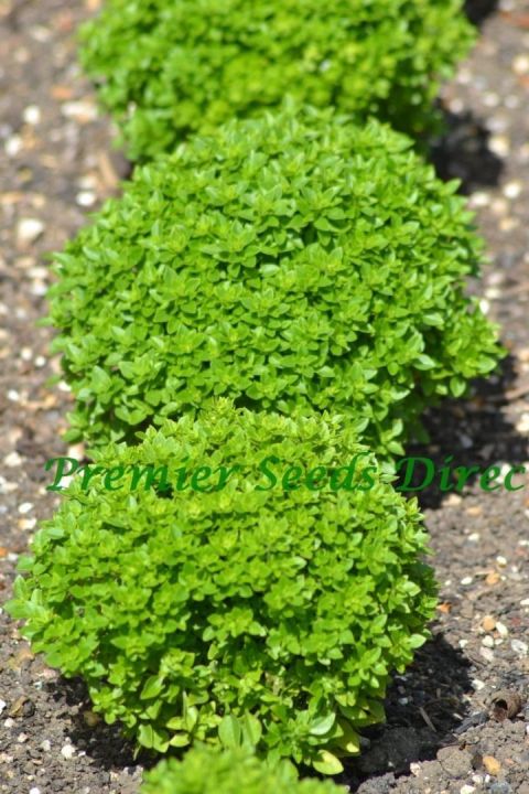 Basilika – Dwarf Greek