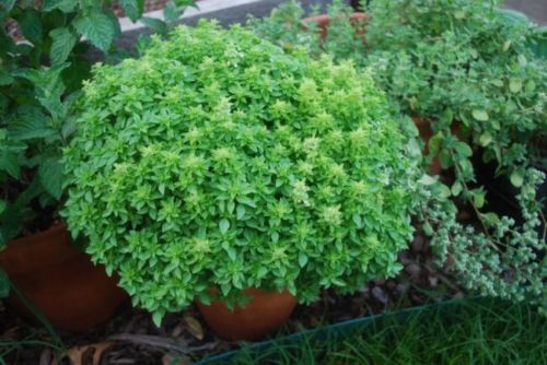 Basilika – Bush Spicy Globe