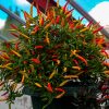 Basket of Fire