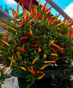 Basket of Fire