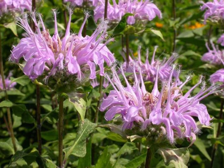 Bergamot – Monarda fistulosa