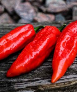 Bhut Jolokia Red