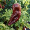 Bhut Jolokia Chocolate