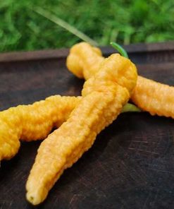 Bhut Jolokia Peach
