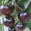 Black Cherry