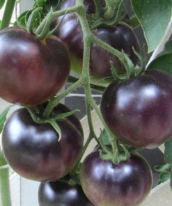 Black Cherry