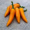 Bulgarian Carrot