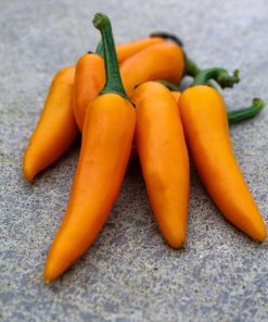 Bulgarian Carrot