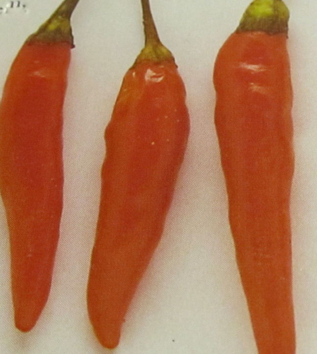 Cayenne Orange