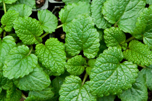 Citronmeliss