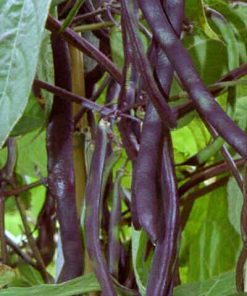 Climbing Purple