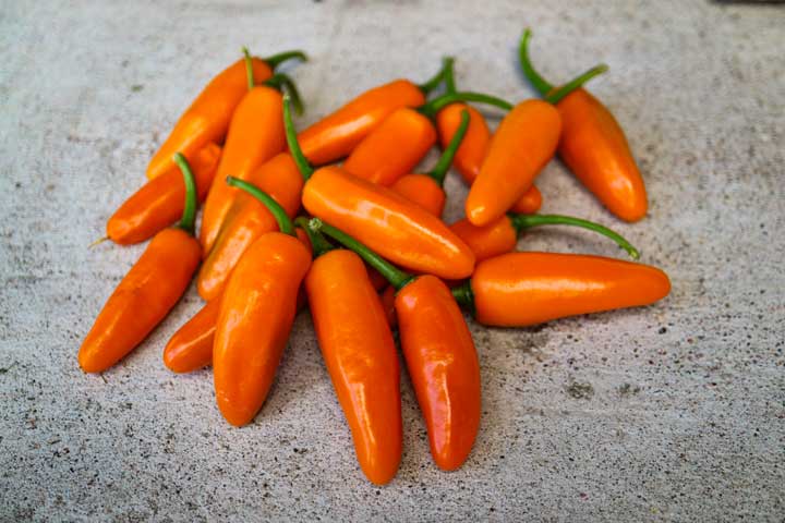Costeno Amarillo