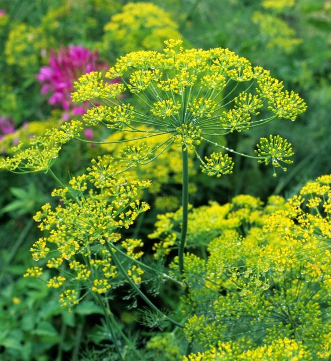 Dill - Bouquet