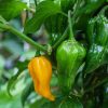 Fatalii