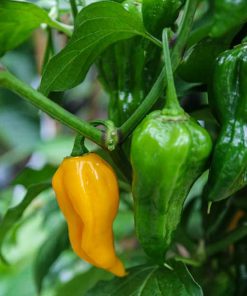 Fatalii