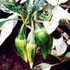 Fish Pepper