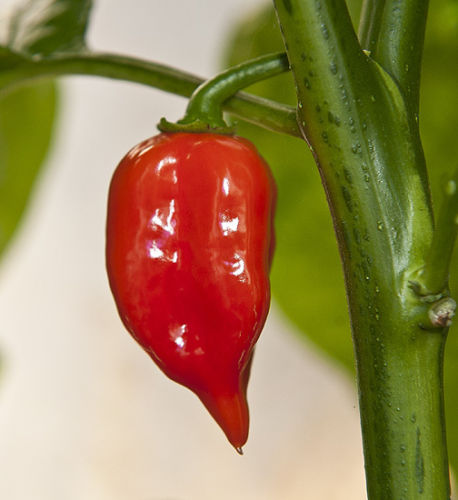Habanero Maya Red
