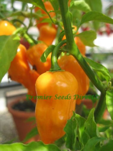 Habanero Orange