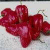 Habanero Red