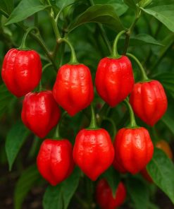 Habanero Tobago Seasoning