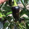 Hungarian Black
