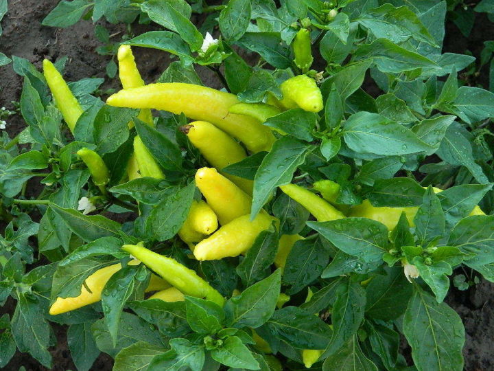 Hungarian Yellow Wax Sweet