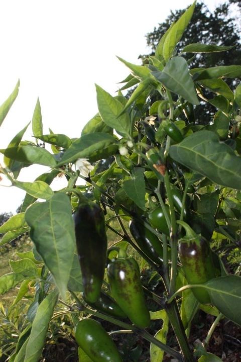 Jalapeno Early