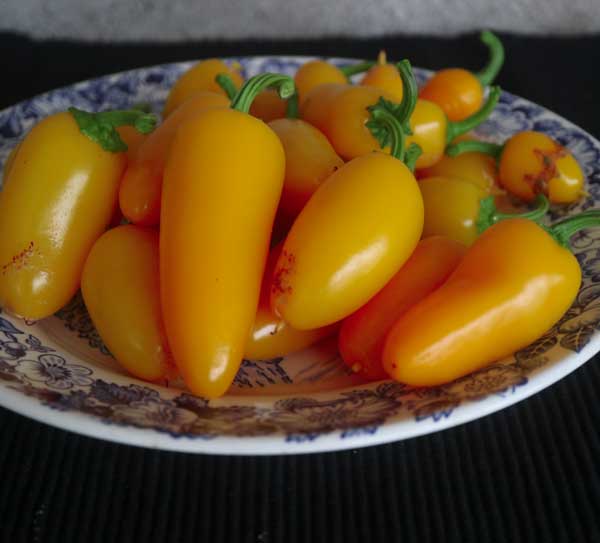 Jalapeno Orange