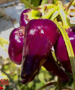 Alternative view of Jalapeno Purple