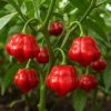 Jamaican Red