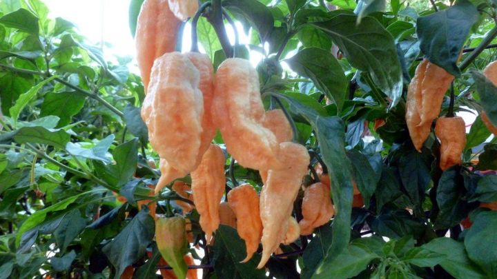 Färsk Jay´s Peach Ghost Scorpion