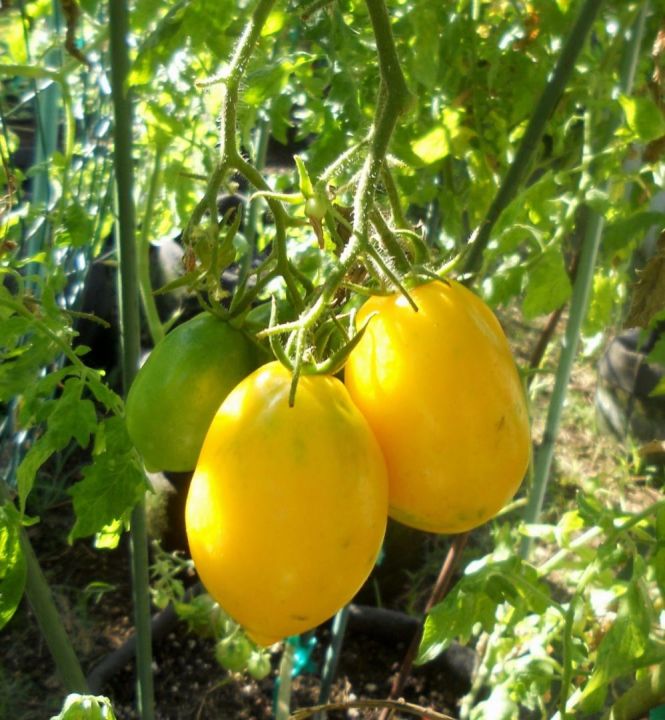 Lemon - Bild 3