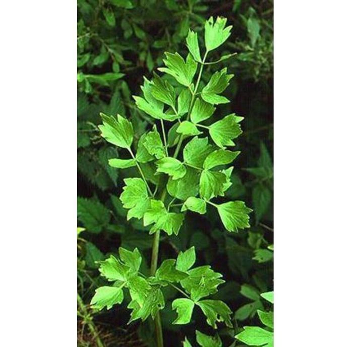 Libbsticka Lovage