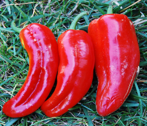 Marconi Red