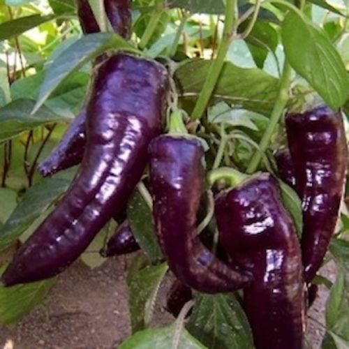 Marconi Purple