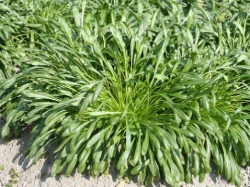Mibuna