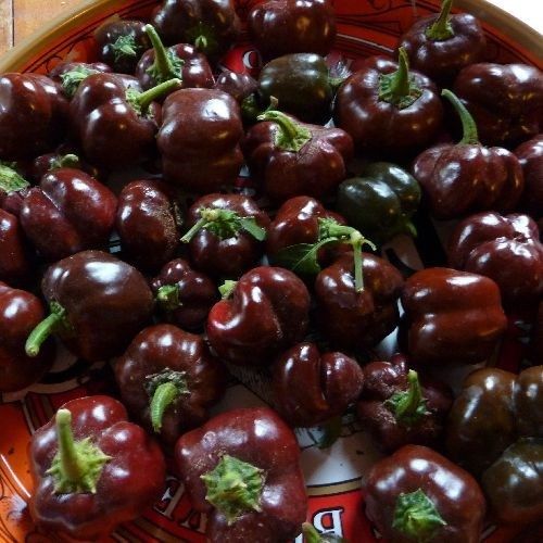 Mini Bell Chocolate