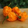 Numex Suave Orange