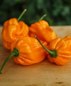 Numex Suave Orange